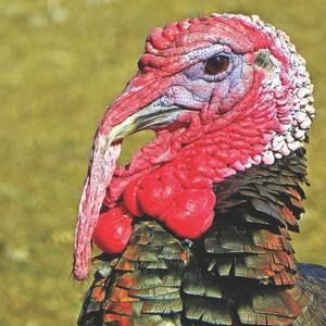 Meet your Posher, Thomas